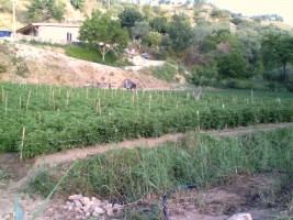 "Zio Pippo" di Salvatore Muscia - azienda agricola di Ortaggi