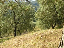 Ludovici - azienda agricola di Olio