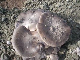 Agrifunghi - azienda agricola di Funghi coltivati e tartufi