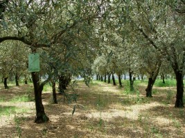Alessandro Fiamingo - azienda agricola di Olio