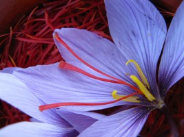 Aplcefalu - az. commerciale di Erbe aromatiche
