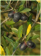 Ara del Re di Ricci Federica - azienda agricola di Olio