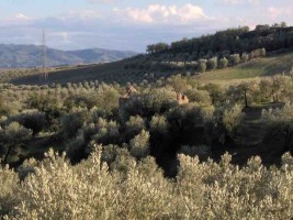 Loria Galileo - azienda agricola di Olio