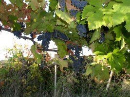 Bolognini Maria - azienda agricola di Olio