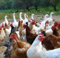 Centro Avicolo "Podere Le Querciole" - azienda agricola di Carne