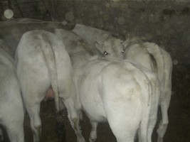 Fazzone Pasquale - azienda agricola di Carne