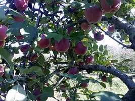 Il Meleto La Malpenga  - azienda agricola di Frutta