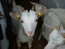 La Capra Campa - azienda agricola di Formaggi