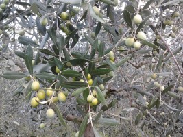 La fattoria di Aurora - azienda agricola di Olio