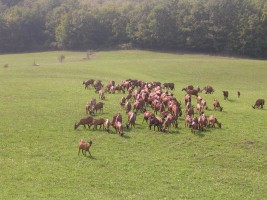Le capre della selva romanesca