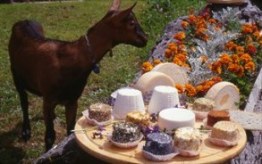 Le Macchie - azienda agricola di Formaggi
