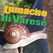 Lumache di Varese