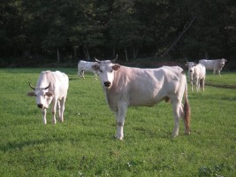 Tenuta di Vignale - azienda agricola di Ortaggi